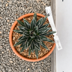 Agáve kráľovská (Agave victoriae-reginae) - výška 10-15 cm, ⌀ 20-30 cm, kont. C6L (-20°C)